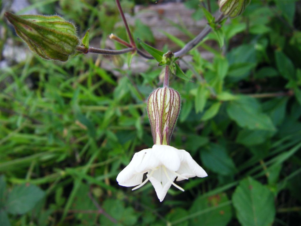 Silene latifolia